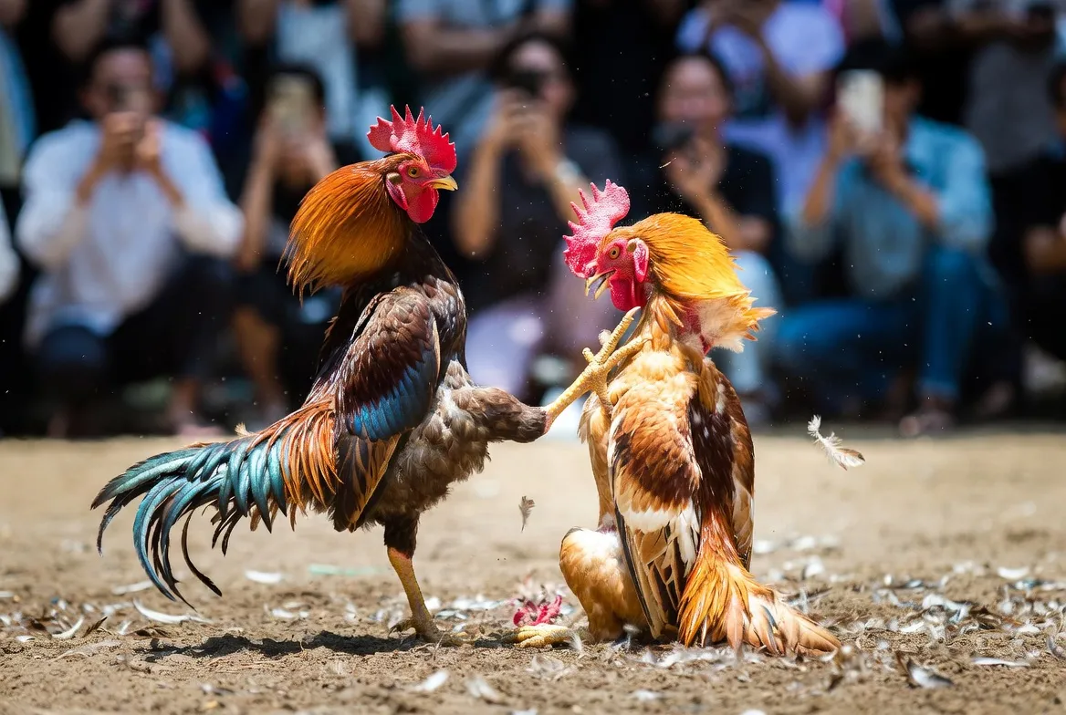 Gà Asil bản lĩnh trong đá gà 67