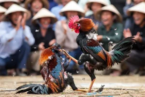 Đá Gà 67: Nơi Tập Trung Những Trận Đấu Gà Đỉnh Cao